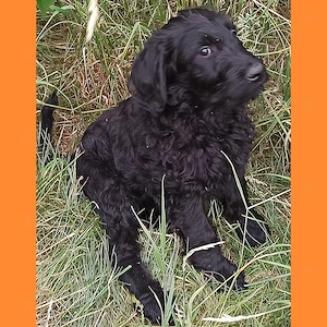 Labradoodle Welpen F1 schwarz mit Ahnentafel bereit für ihre neuen Lieblingsmenschen