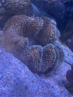 meerwasser korallen aquarium usw 