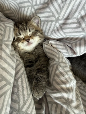    Liebevolle Kitten suchen gemeinsam ein Zuhause   