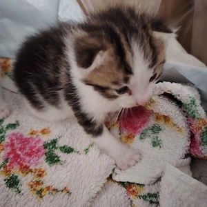 Zwei süße Kitten suchen ein liebevolles Zuhause   geboren am 18.05.