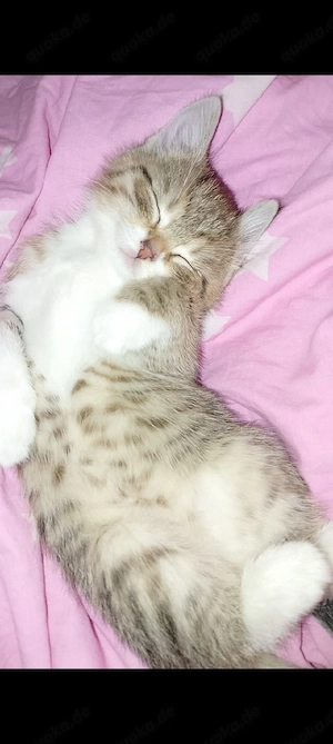 2 weibliche kitten