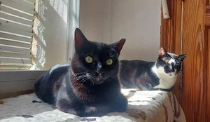 Schatz Negrito bei München (ALO)