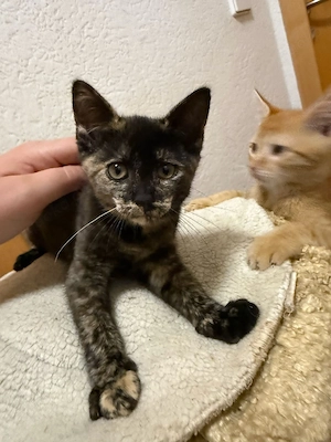 Süße Mischlingskitten (Hauskatze &Angora) 
