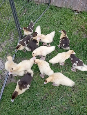 Enten Kücken Flugenten 