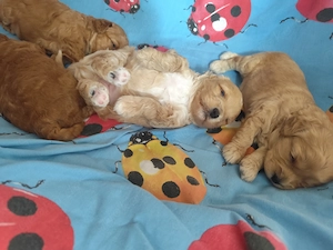 Shih-poo Welpen
