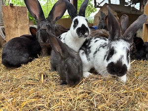 Kaninchen zu verkaufen