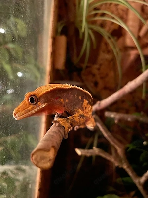 Kronengecko (w) mit Terrarium abzugeben