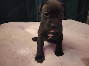     Blue Nose Pitbull Welpen suchen ein liebevolles Zuhause       Unsere bezaubernden Blue Nose Pit