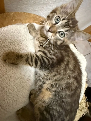 Süße Mischlingskitten (Hauskatze   Angora)