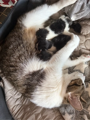 Katzenkinder abzugeben