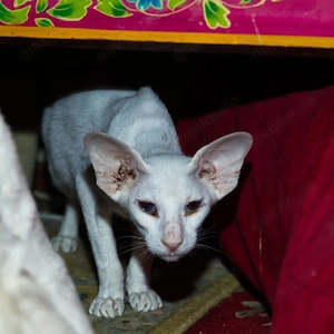 Orientalisch Kurzhaar Katze Kater  Kastrat gesucht!