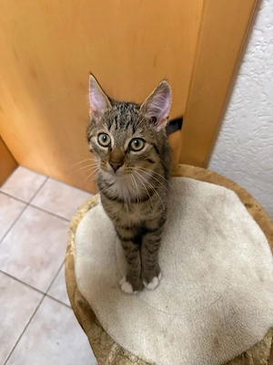 Süßer Kater sucht liebevolles Zuhause 