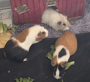 Meerschweinchen in gute Hände