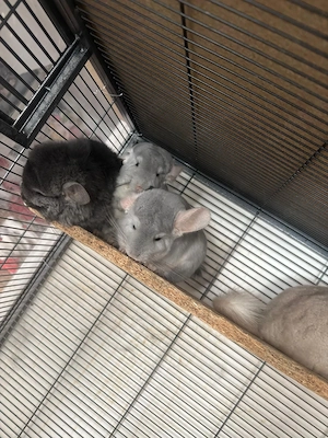 Chinchilla Wg zu verkaufen 