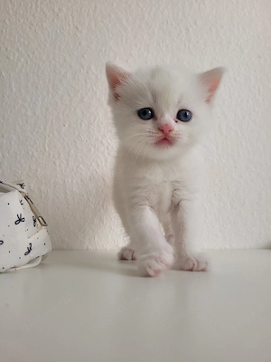 Britisches Katzenbaby 