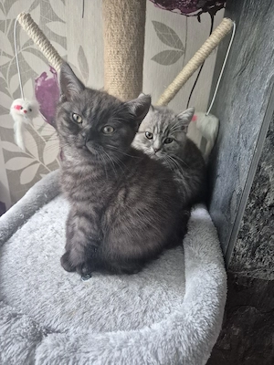 BKH kitten ( 2 Mädchen)