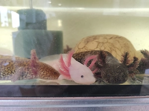 Axolotl Jungtiere, ca.18-22 cm