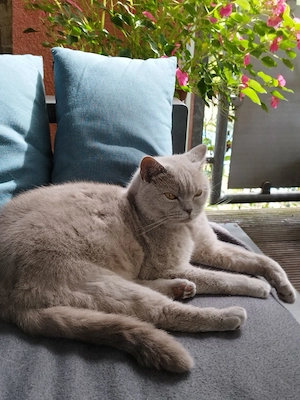 Britisch Kurzhaar Bea, 5 Jahre alt