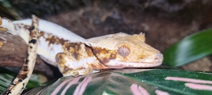 0.1 red lilly white kronengecko 