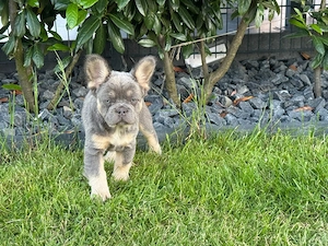 Französische Bulldogge Fluffy Lilac Tan
