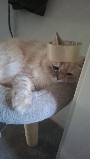 Persische Katze