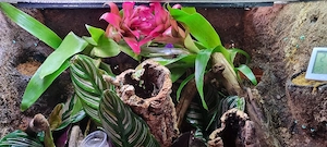 60x45x60 exo terrarium 