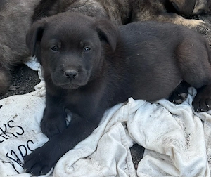 Wolfspitz Labrador mischlinge nur noch 3 rüden suchen