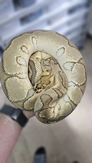 0.1 Enchi Asphalt Vanilla Clown Adult Königspython, Python Regius 