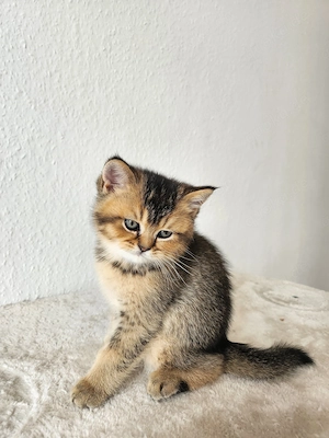 Reinrassige BKH Kitten 