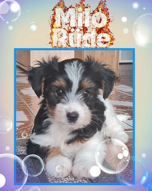 Yorkshire-terrier 