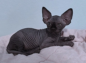 Canadia Sphynx-Junge aus Karlsruhe ist 7 Wochen alt geworden. Sommerangebot