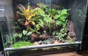 60 40 50 terrarium dendrobaten 
