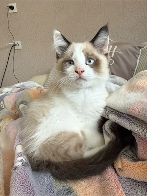 Ragdoll Kater Cream Point 