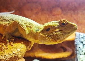 Bartagame Männlich ca 4,5 Jahre 
