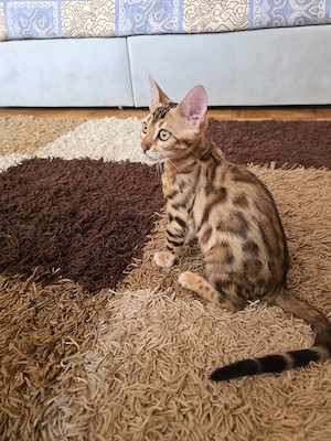 Sofort Bengal Kitten M W mit Stammbaum Eltern 10 Tests Kitten
