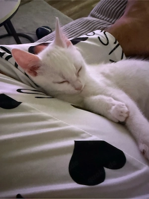 Baby Kitte 12 Wochen alt 