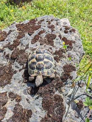 Griechische Landschildkröte THB NZ 2019   