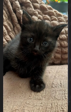 babykatze 