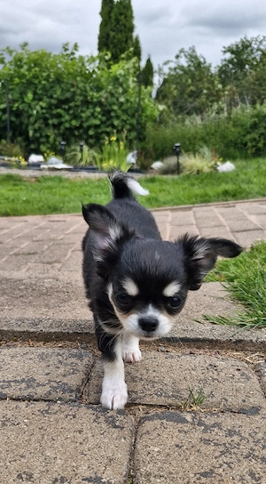 Kleiner Typvoller Chihuahua Langhaar Rüde mit Ahnentafel 