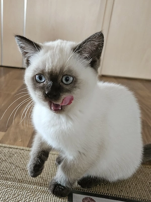 Noch ein seal silver point Kätzchen frei