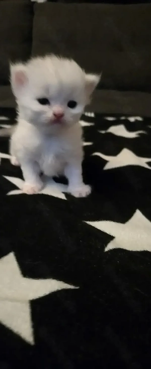 *Wunderschöne Perserbabys*