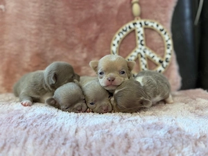 Chihuahua welpen in der seltenen Farbe Lilac 
