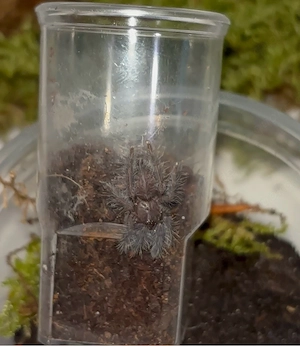 0.0.4 Phormingochilus hati hati