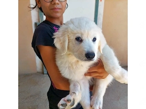 Selene sucht ihr Zuhause (noch auf Sardinien)