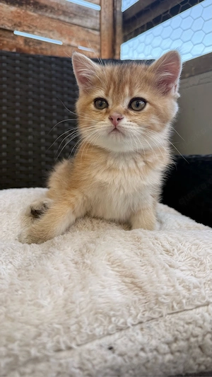 bkh kitten ab sofort m