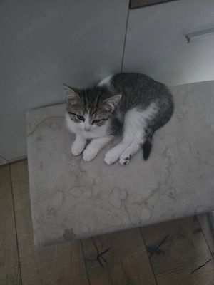 babykitten