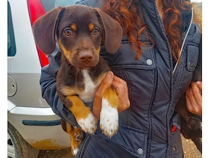 Dario sucht sein Zuhause (noch auf Sardinien)