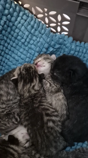 Katzen Babys 