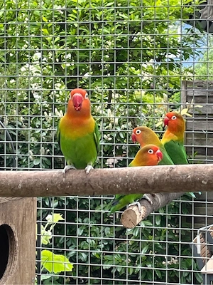 Pfirsichköpfchen 