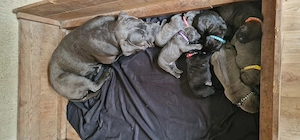 Cane Corso Italiano Welpen 